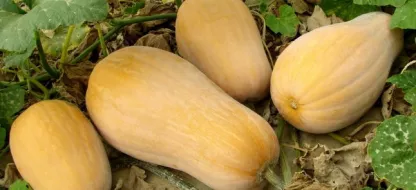 Pompoenen kweken : Essentiële tips en advies