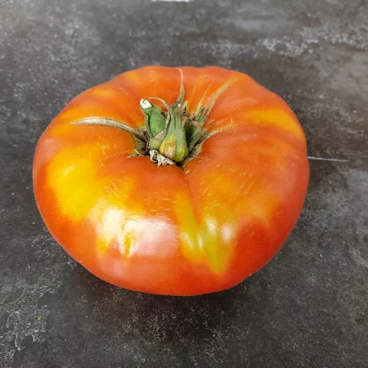 Tomate Grosse de Dordogne