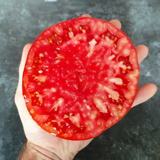 Tomate Grosse de Dordogne
