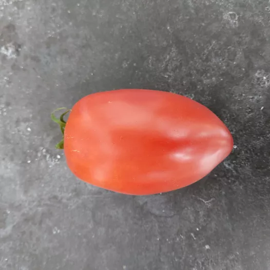 Tomate rose d'Espelette