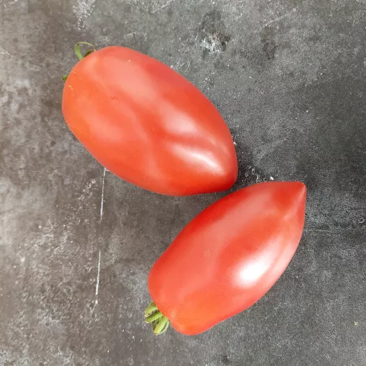 Tomate rose d'Espelette