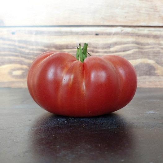 Tomate rouge Gloire de Wilrijk