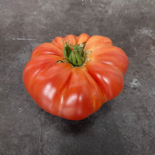 Tomate rouge Gloire de Wilrijk - Semailles