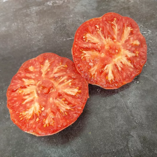 Tomate rouge Gloire de Wilrijk - Semailles