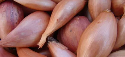 Comment planter et cultiver des échalotes au potager