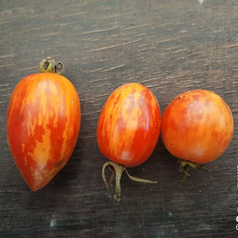 Plant - Tomate cerise Bonbon de Gembloux