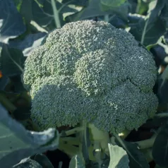 Chou Brocoli Rasmus Chou Brocoli Rasmus