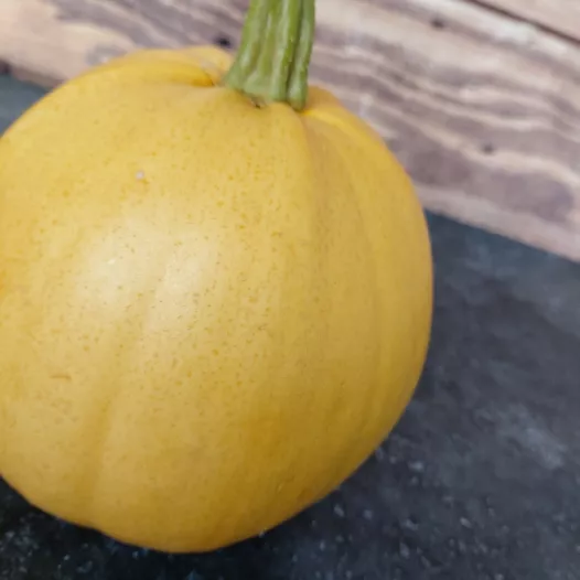 Courge Melonnette Jaspée de Vendée