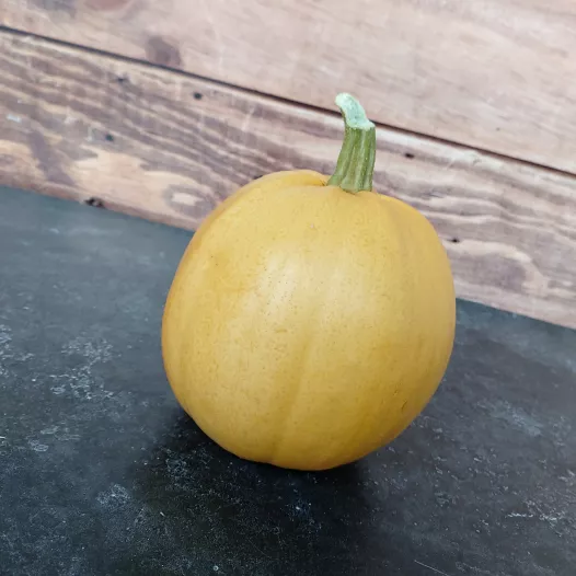 Courge Melonnette Jaspée de Vendée