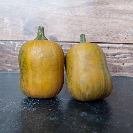 Muskaatpompoen Honeynut Muskaatpompoen Honeynut