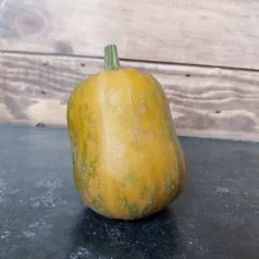 Muskaatpompoen Honeynut Muskaatpompoen Honeynut