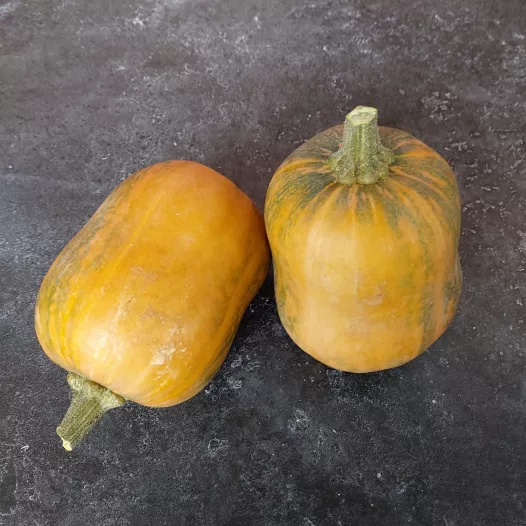 Muskaatpompoen Honeynut Muskaatpompoen Honeynut