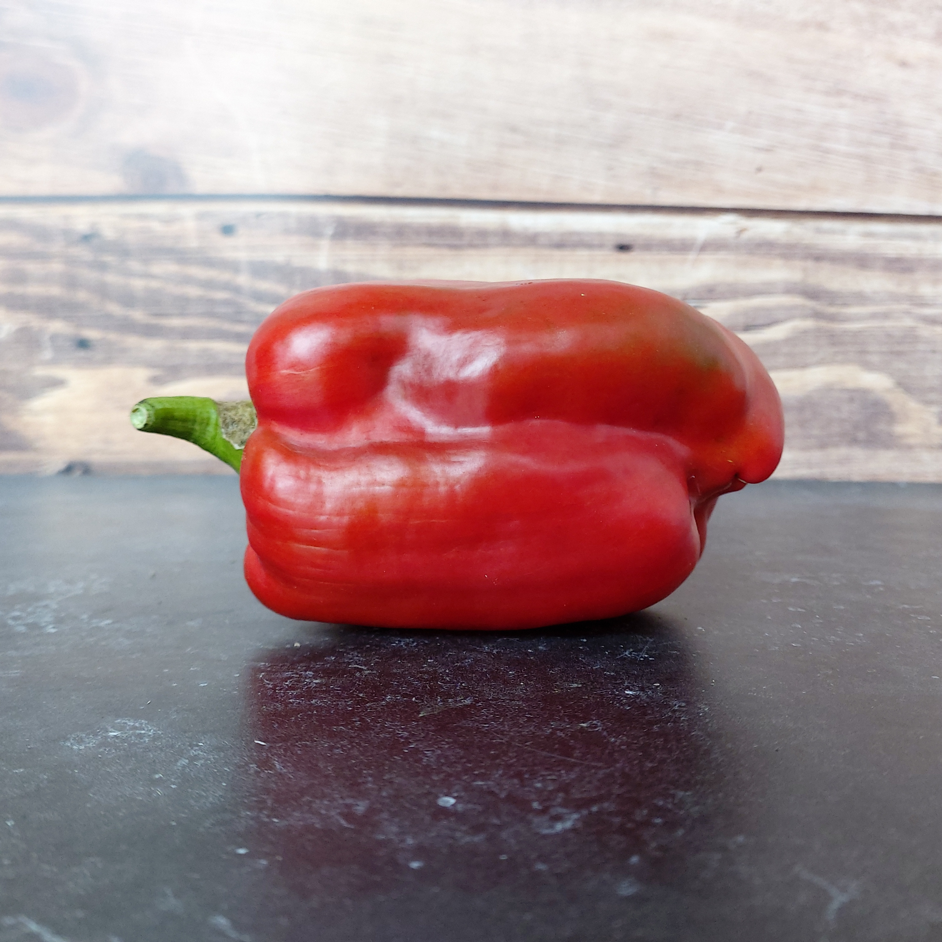 Biologische zaden van Paprika Yolo Wonder