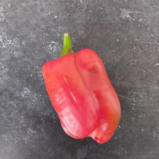 Paprika Yolo Wonder Paprika Yolo Wonder