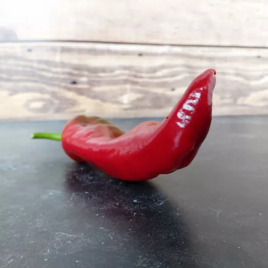 Poivron Corno di toro rouge