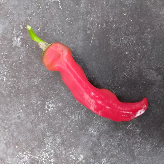 Paprika Corno di toro rood Paprika Corno di toro rood