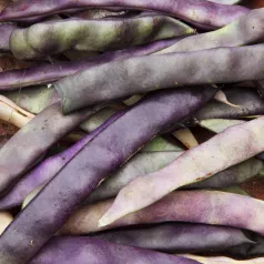 Haricot Nain Mangetout Marymov Haricot Nain Mangetout Marymov