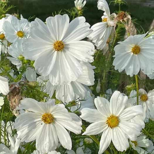 Cosmos blanc