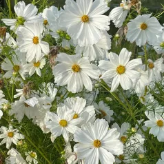 Cosmos blanc Cosmos blanc