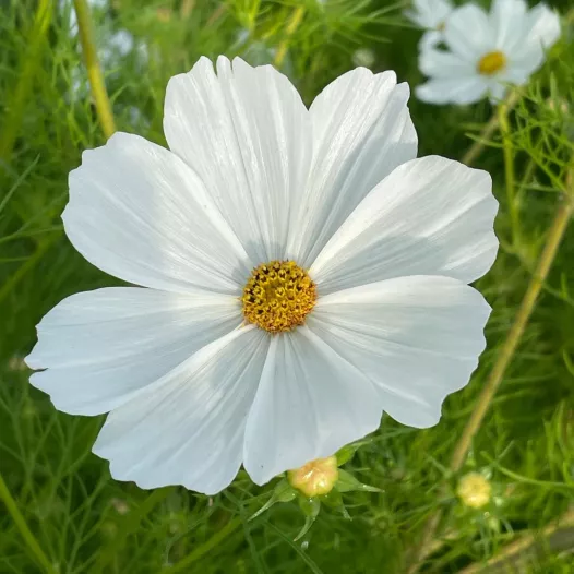 Cosmos blanc