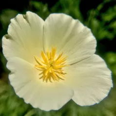 Papaver uit Californië wit Papaver uit Californië wit