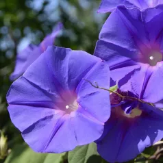 Ipomée violette Ipomée violette