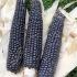 Maïs à grains noirs du Tessin