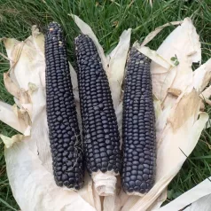 Korrelmaïs zwart uit Ticino Korrelmaïs zwart uit Ticino