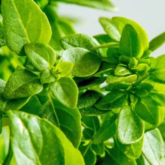 Basilic fin vert - 15 Plants