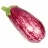 Aubergine Listada de Gianda - 24 Plants