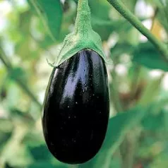 Aubergine Black Beauty - 1 plant