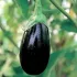 Aubergine Black Beauty - 24 Plants