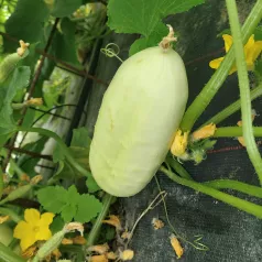 Concombre Blanc hâtif - 1 plant