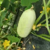 Concombre Blanc hâtif