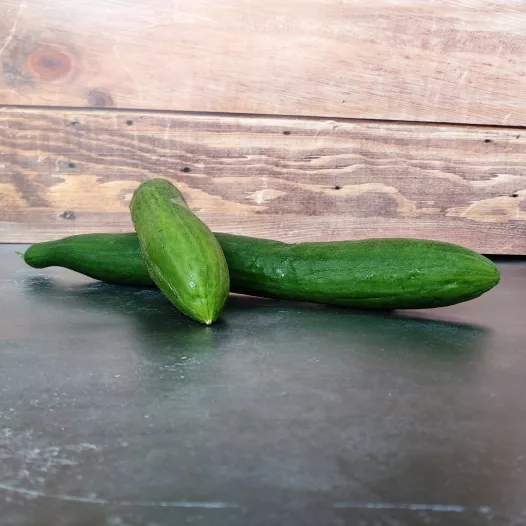 Concombre Rollison's Telegraph - 24 Plants