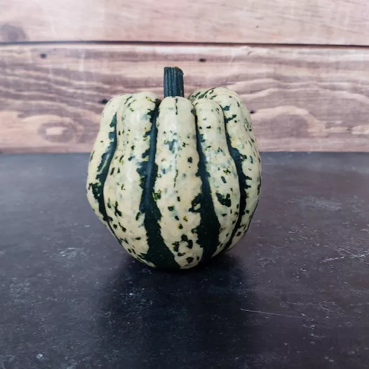 Courge sweet dumpling - 24 Plants