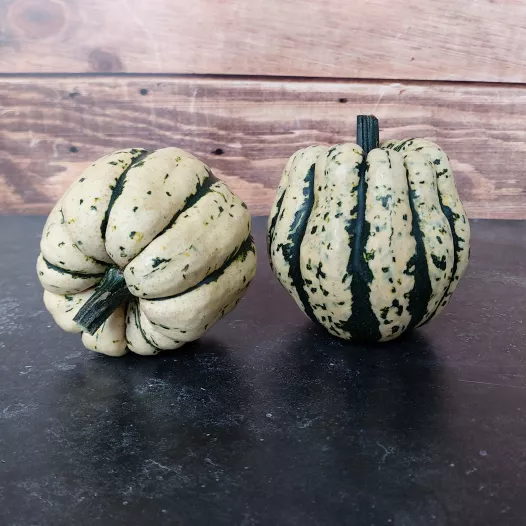 Courge sweet dumpling - 24 Plants