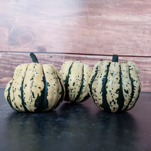 Courge sweet dumpling - 24 Plants