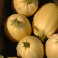 Courge Spaghetti - 1 plant