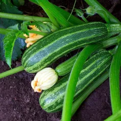 Courgette Costata Romanesco