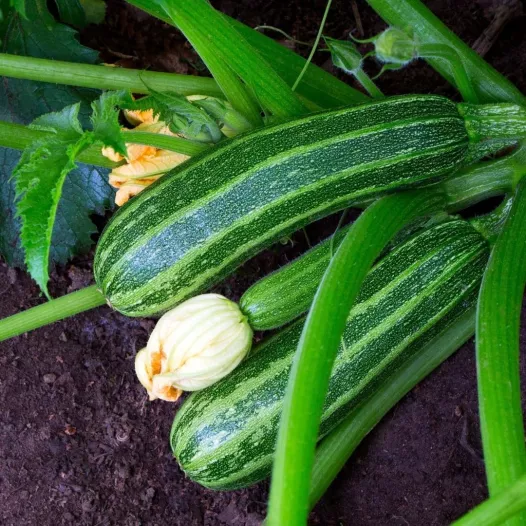 Courgette Costata Romanesco - Plant