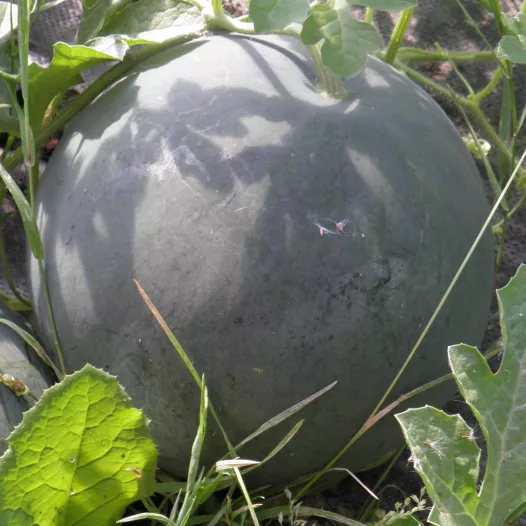 Pastèque Sugar Baby - 24 Plants