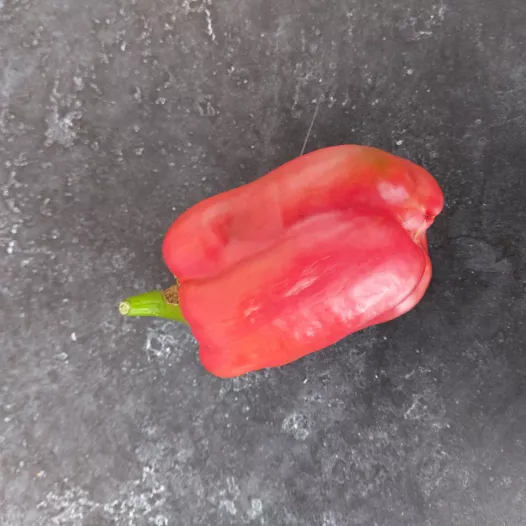 Poivron doux Yolo Wonder - 24 Plants