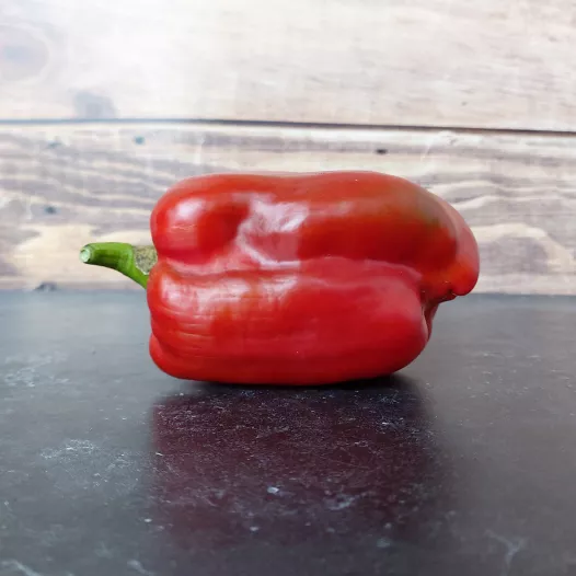 Poivron doux Yolo Wonder- 24 Plants