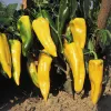 Poivron Corno di Toro Jaune - 1 plant