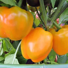 Poivron California wonder orange - 1 plant