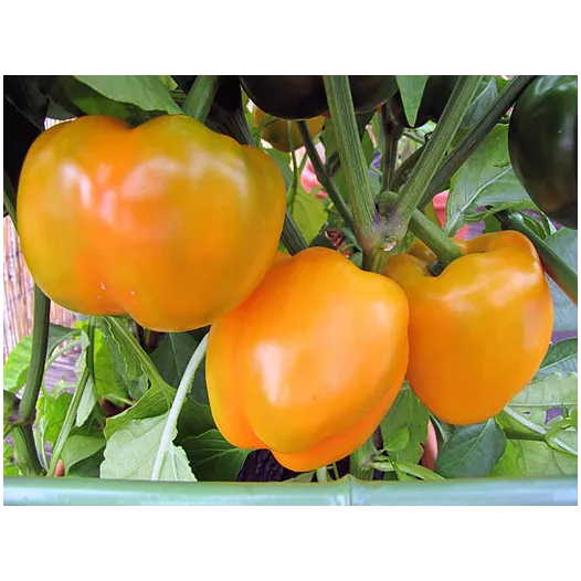 Poivron California wonder orange- 24 Plants
