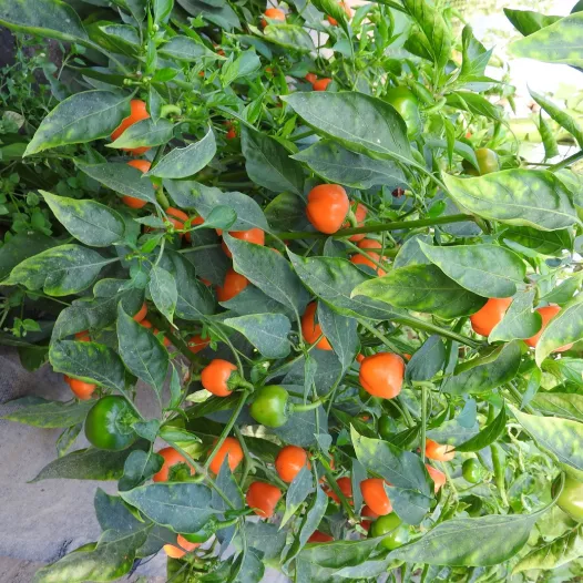 Poivron Mini Bell Jaune - 24 Plants