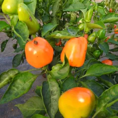 Poivron Mini Bell Jaune - 1 plant