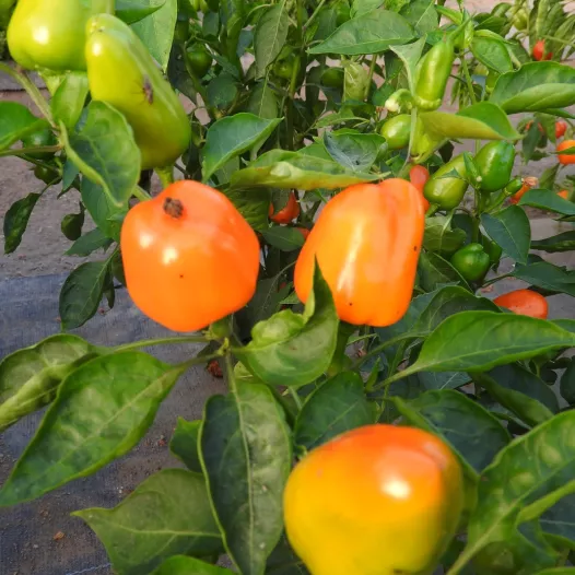 Poivron Mini Bell Jaune - 24 Plants